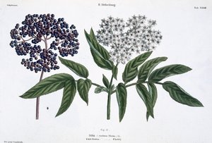 Aîné, fig. 13 de 
